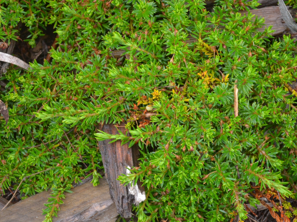 Pultenaea pedunculata ‘Pyalong Pink’