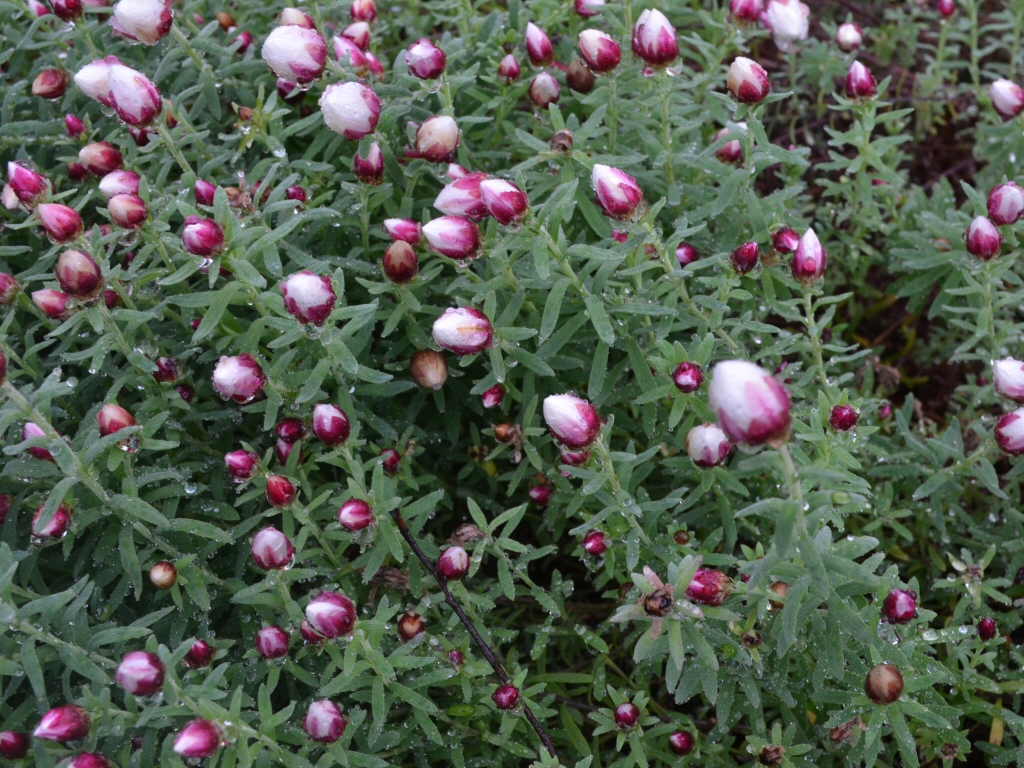 Rhodanthe anthemoides ‘Star Shower’ – Everlasting Daisy