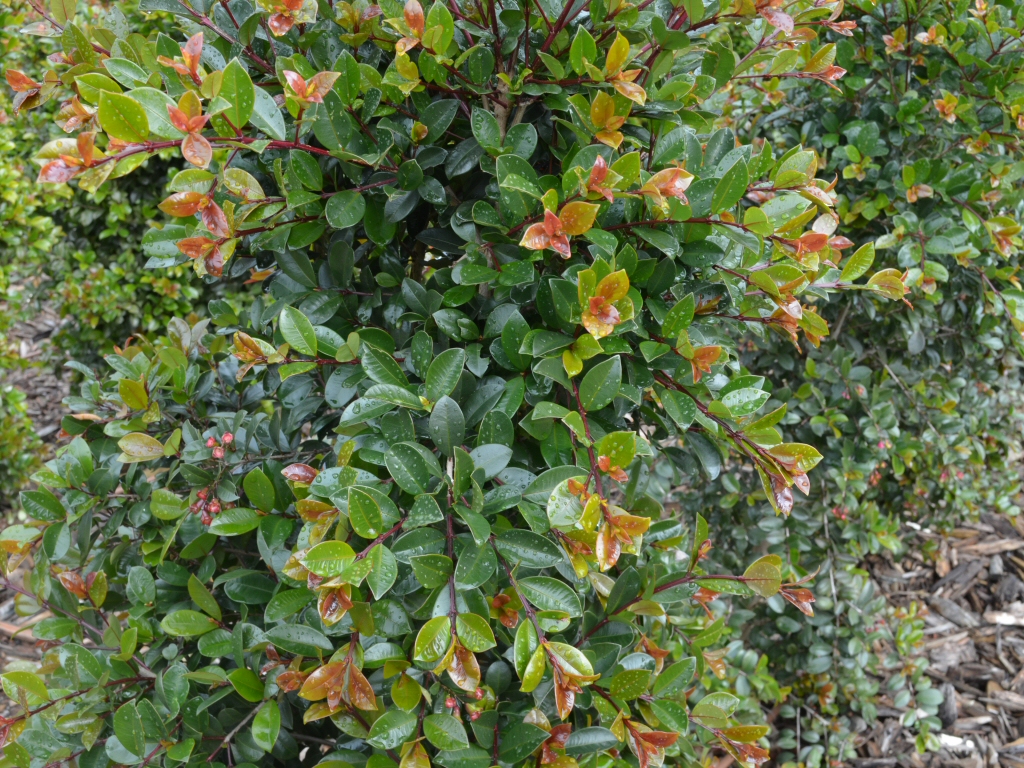Syzygium australe ‘Elite’ – Lilly Pilly