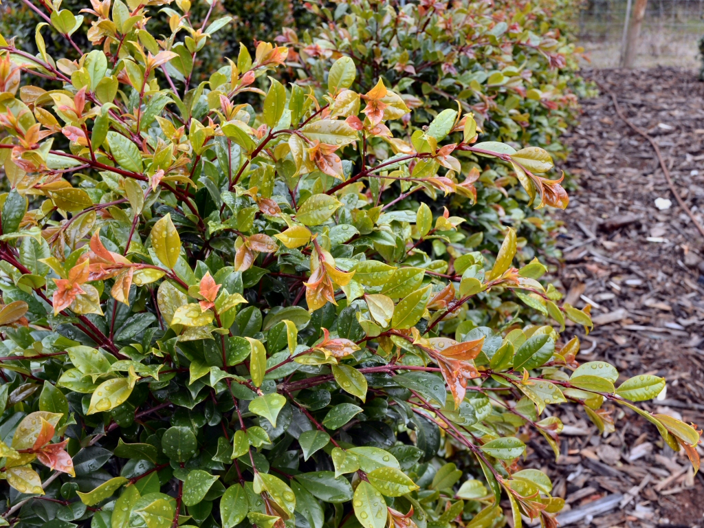 Syzygium australe ‘Resilience’ – Lilly Pilly