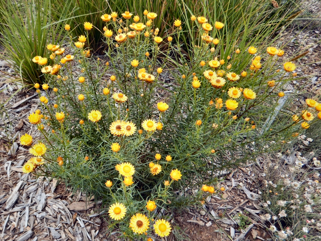 Xerochrysum viscosum – Sticky Everlasting Daisy
