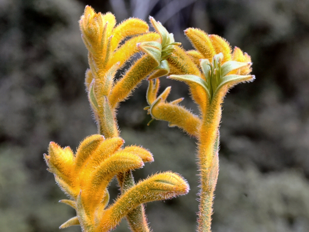 Anigozanthos ‘Bush Matilda’ – Kangaroo Paw