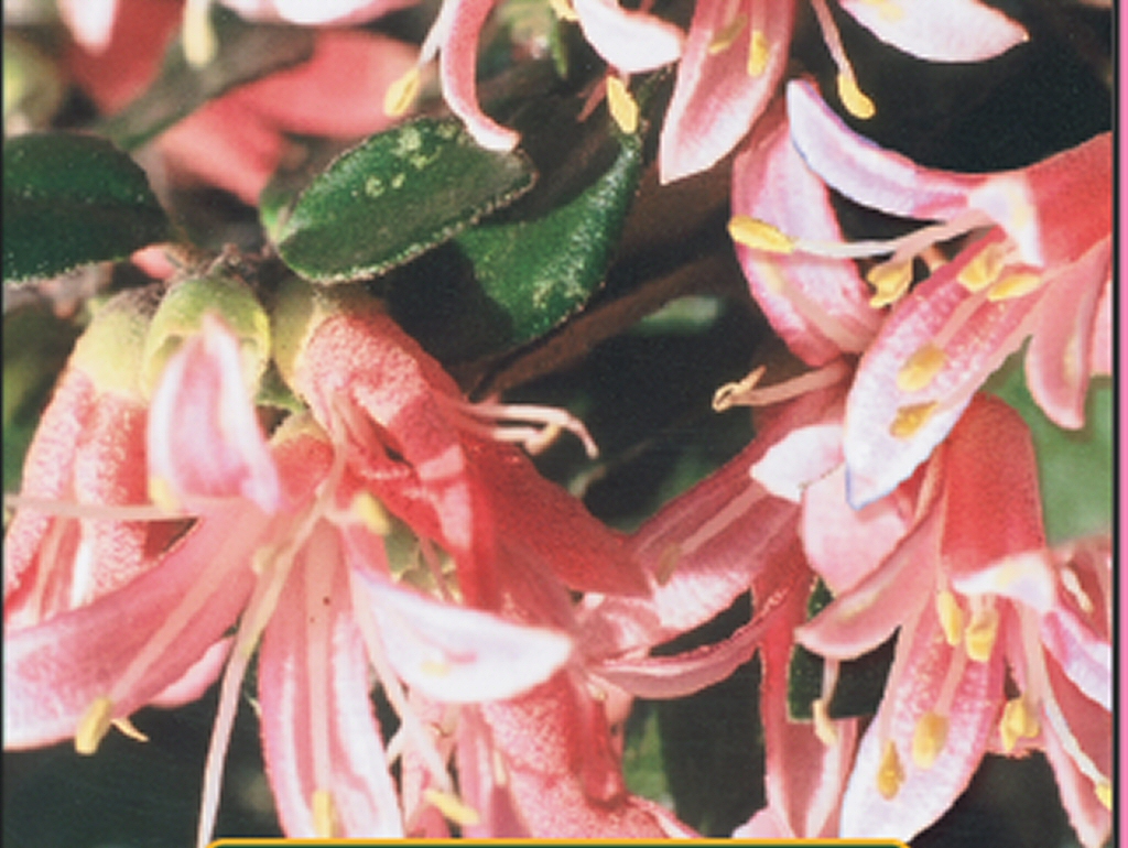 Correa ‘Mallee Pink’ – Native Fuchsia