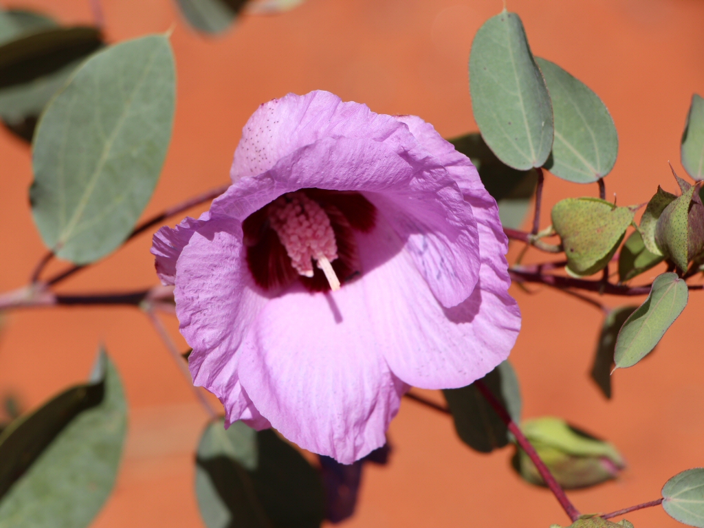 Gossypium sturtianum – Sturt’s Desert Rose