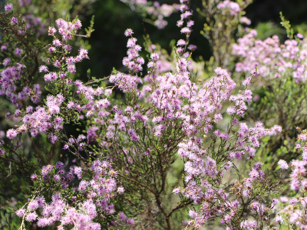 Kunzea parvifolia – Violet Kunzea