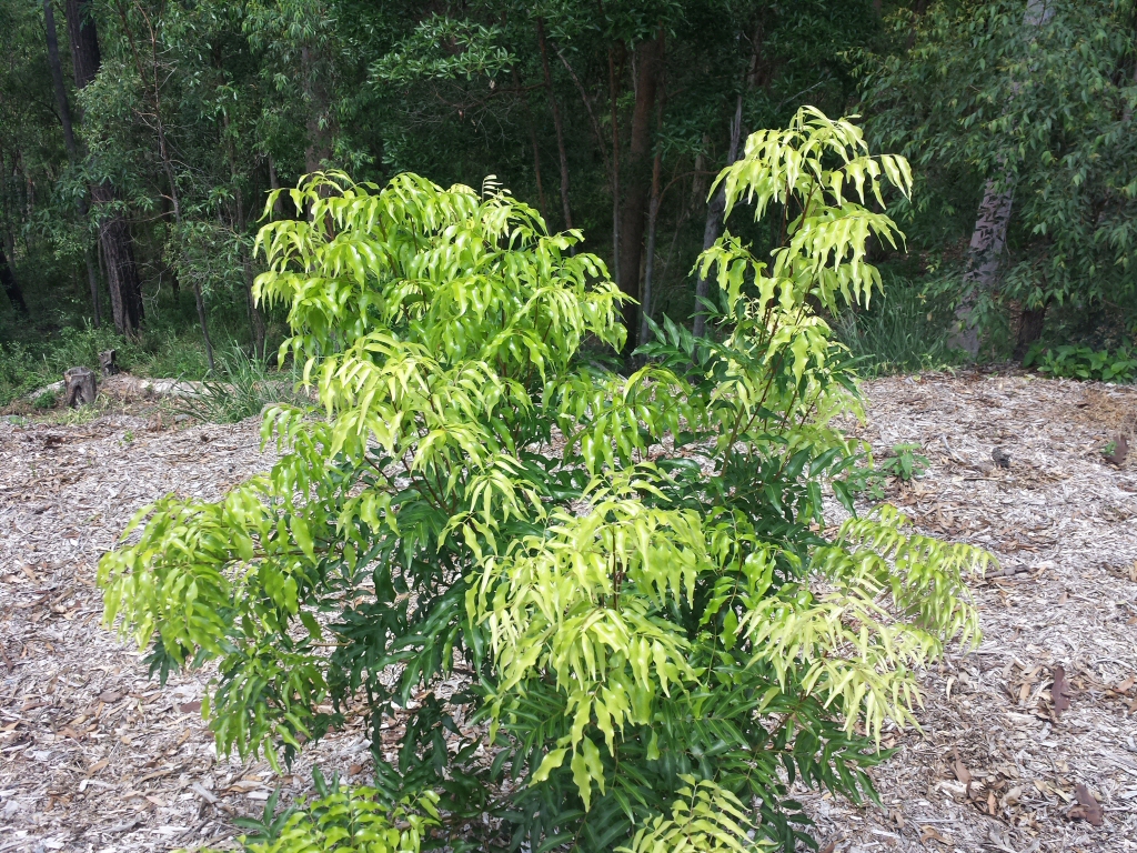 Lepiderema pulchella – Fine Leaf Tuckeroo