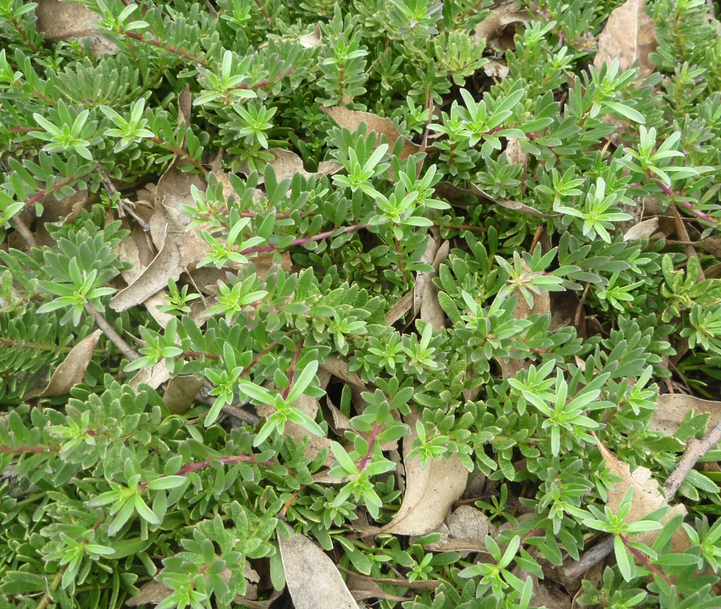 Myoporum parvifolium purpurea – Boobialla