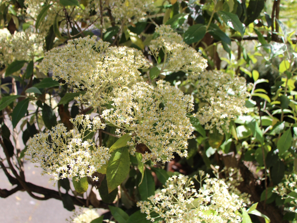 Olearia argophylla – Musk Daisy Bush