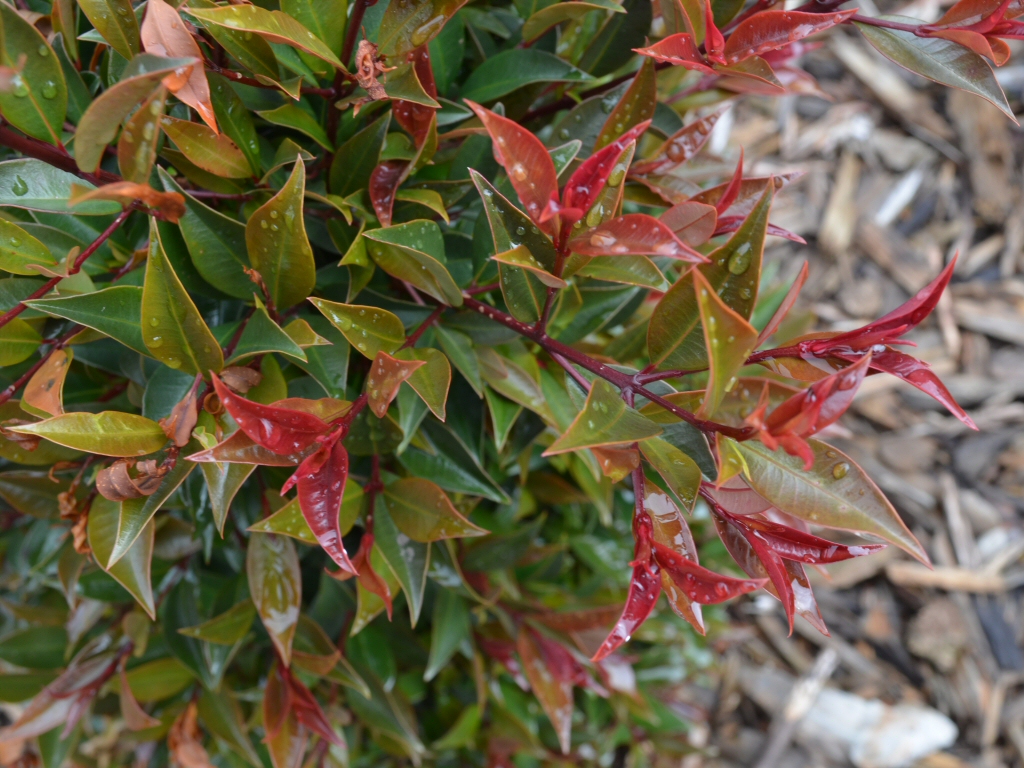 Syzygium australe ‘Winter Lights’ – Lilly Pilly