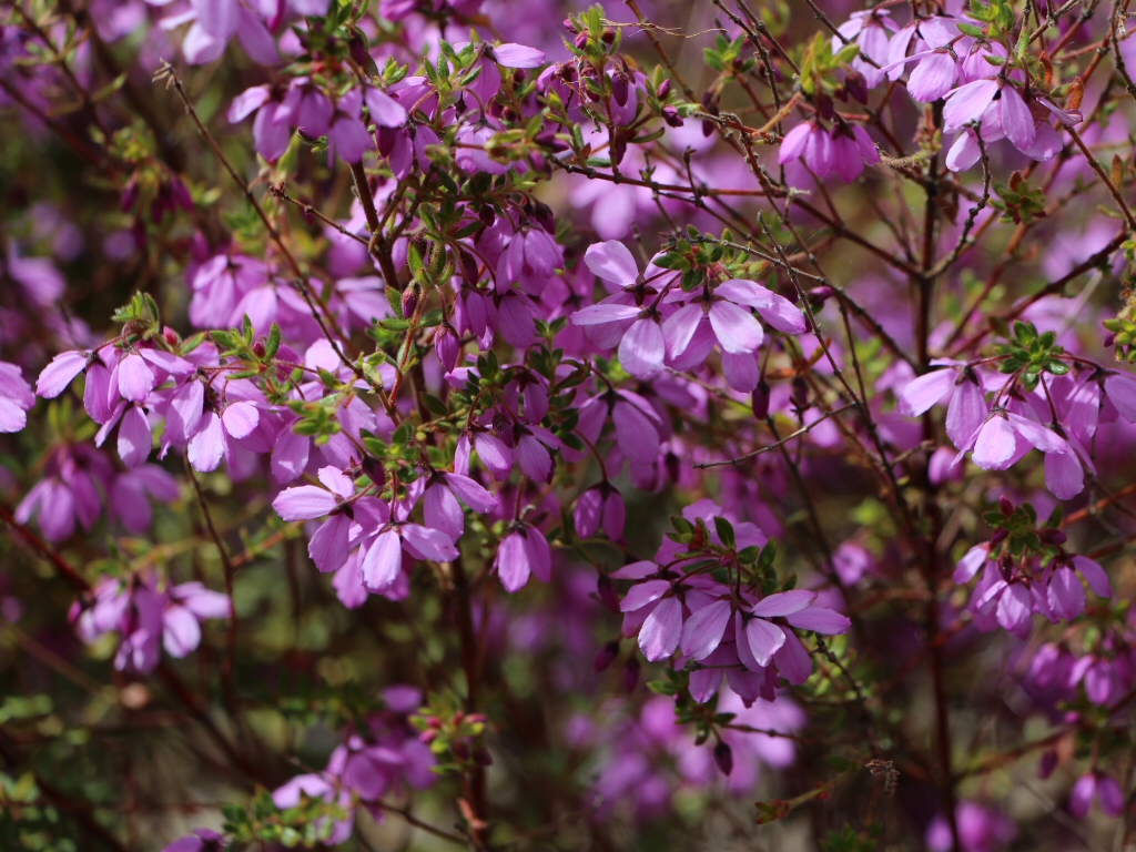 Tetratheca pilosa – Pink Eye