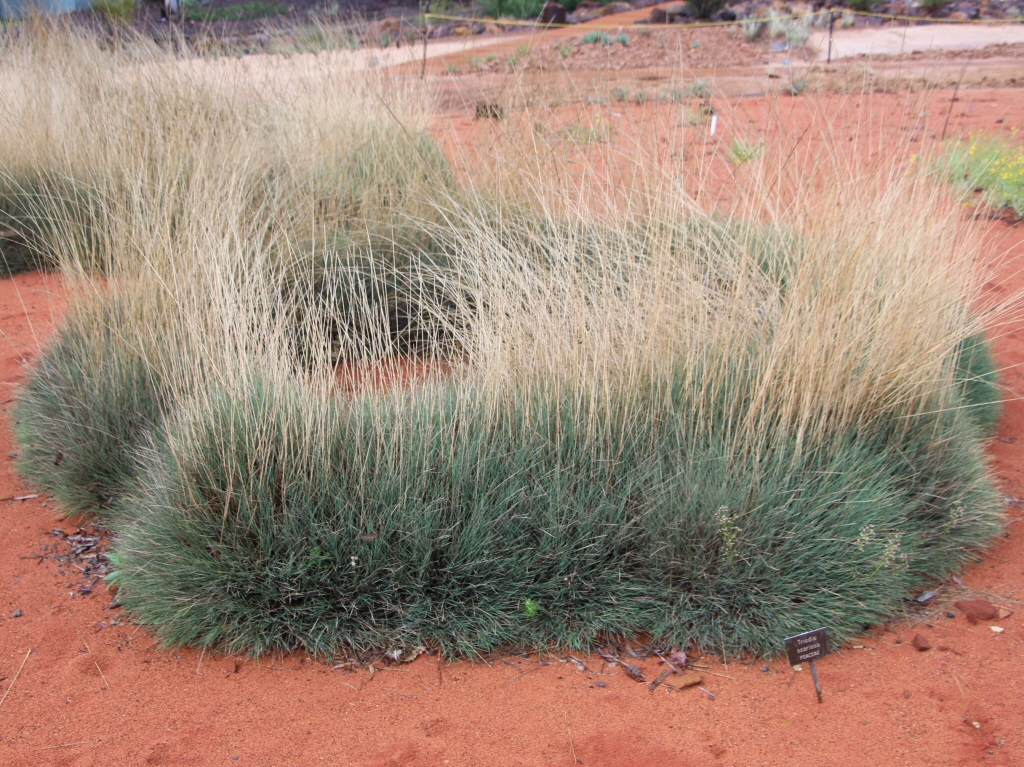 Triodia scariosa -Porcupine Grass