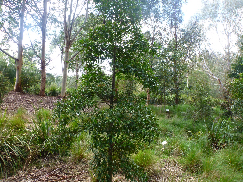 Doryphora sassafras – Sassafras