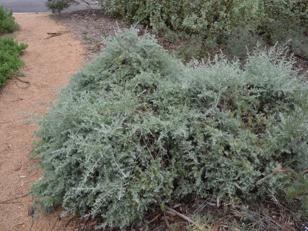 Enchylaena tomentosa – Ruby Saltbush