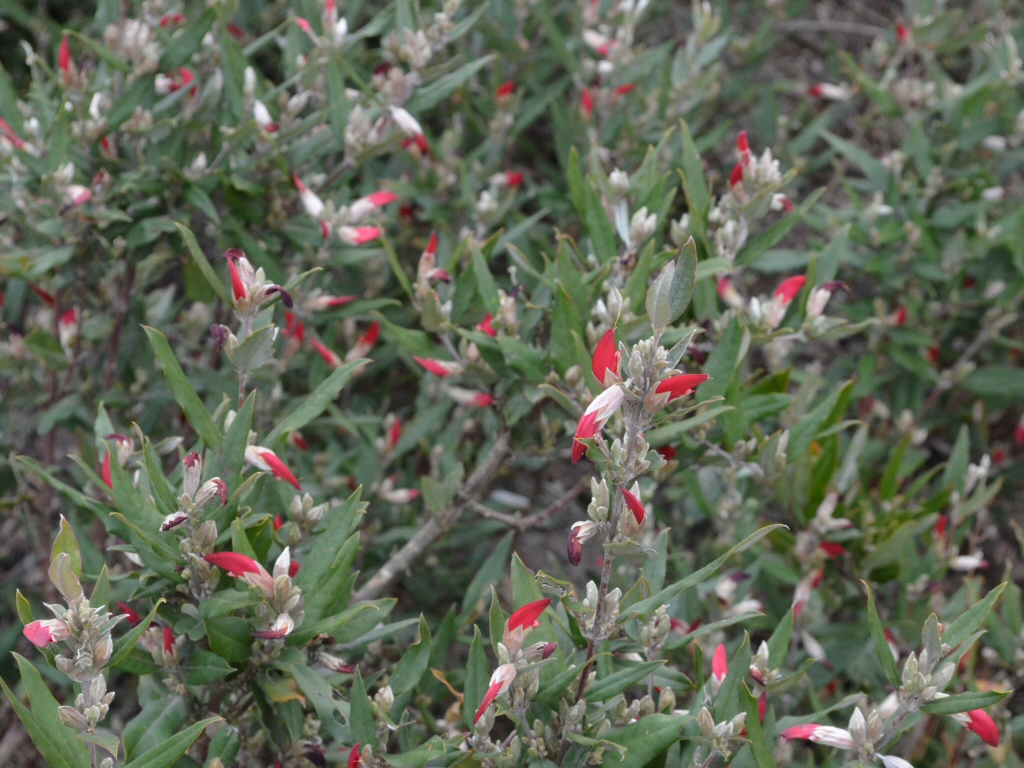 Gastrolobium celsianum – Swan River Pea