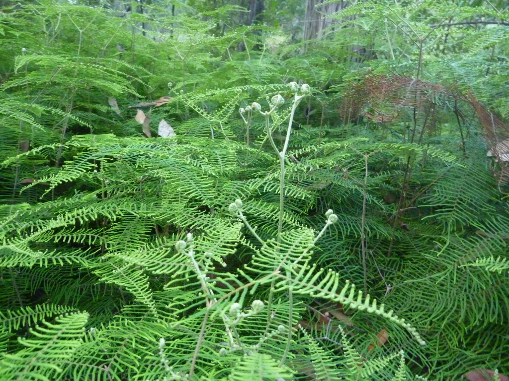 Gleichenia dicarpa – Coral Fern