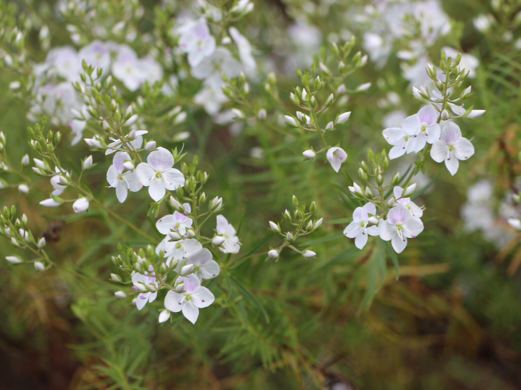 Veronica decorosa – Speedwell