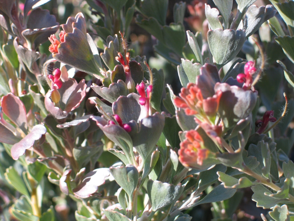 Adenanthos cuneatus – Jug Flower