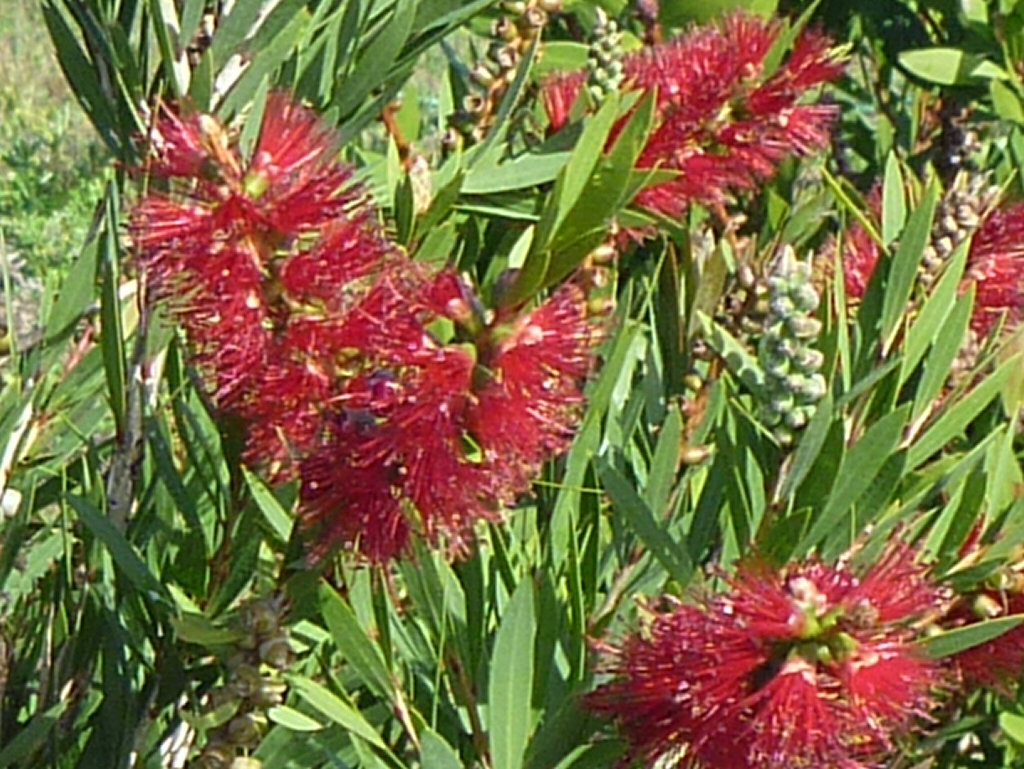 Callistemon viminalis ‘Little Caroline’ – Bottlebrush