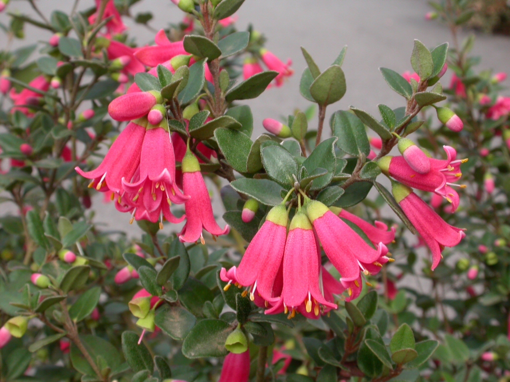 Correa ‘Adorabell’ – Native Fuchsia