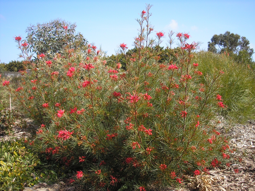 Grevillea hybrid ‘Bon Accord’