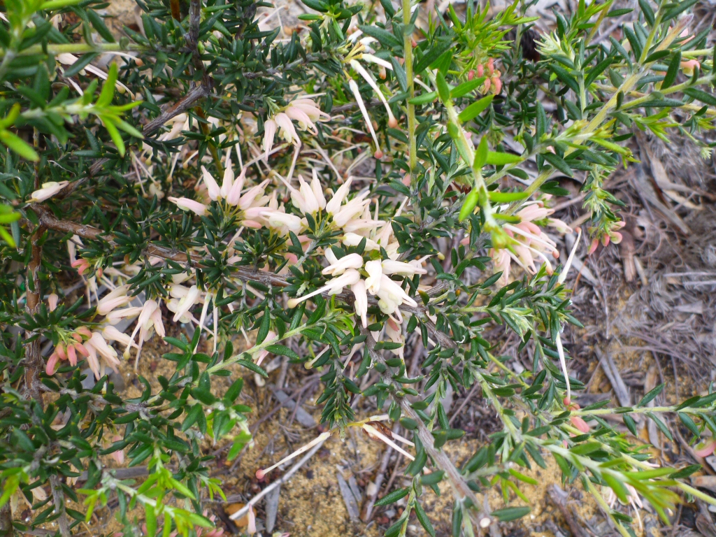 Grevillea hybrid ‘Coral Baby’