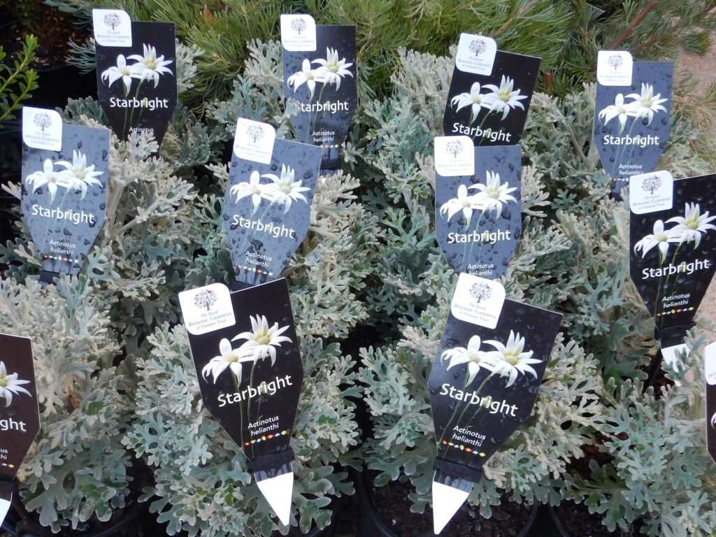 Actinotus helianthi ‘Starbright’ – Flannel Flower
