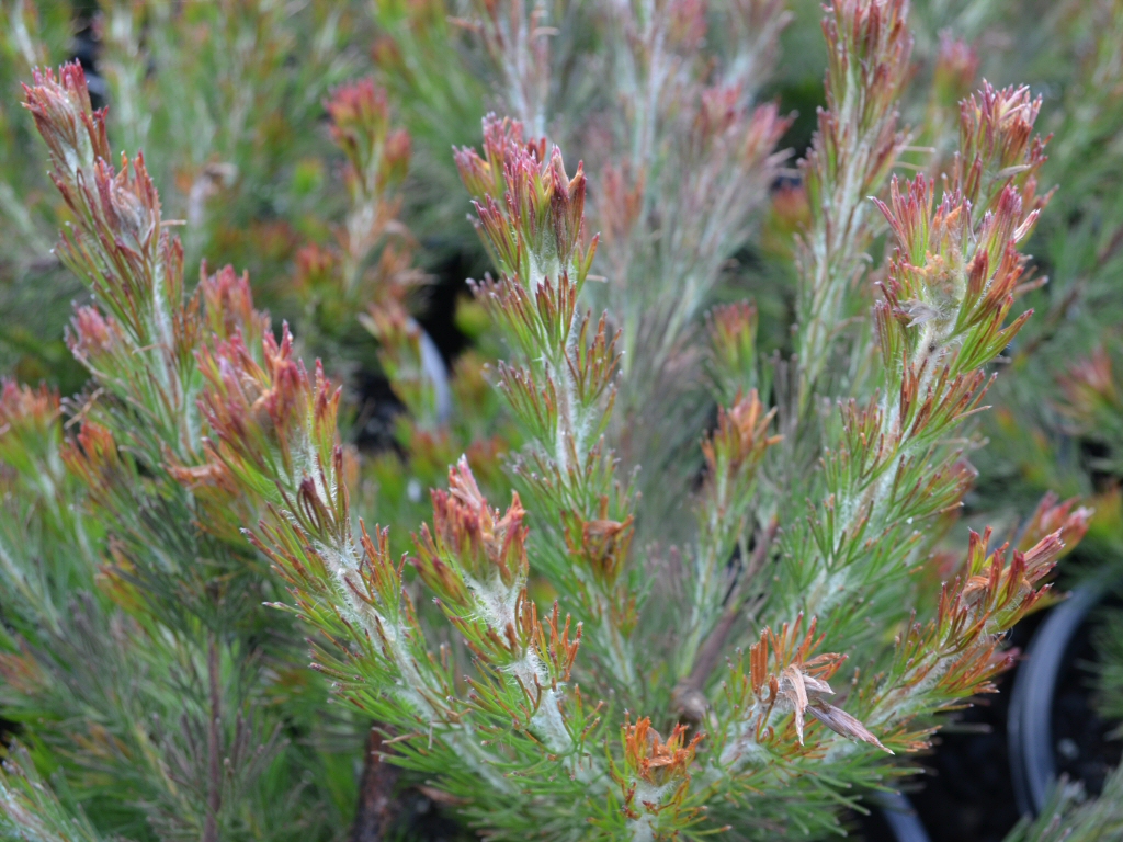 Adenanthos sericeus ‘Bronze Glow’ – Woolly Bush