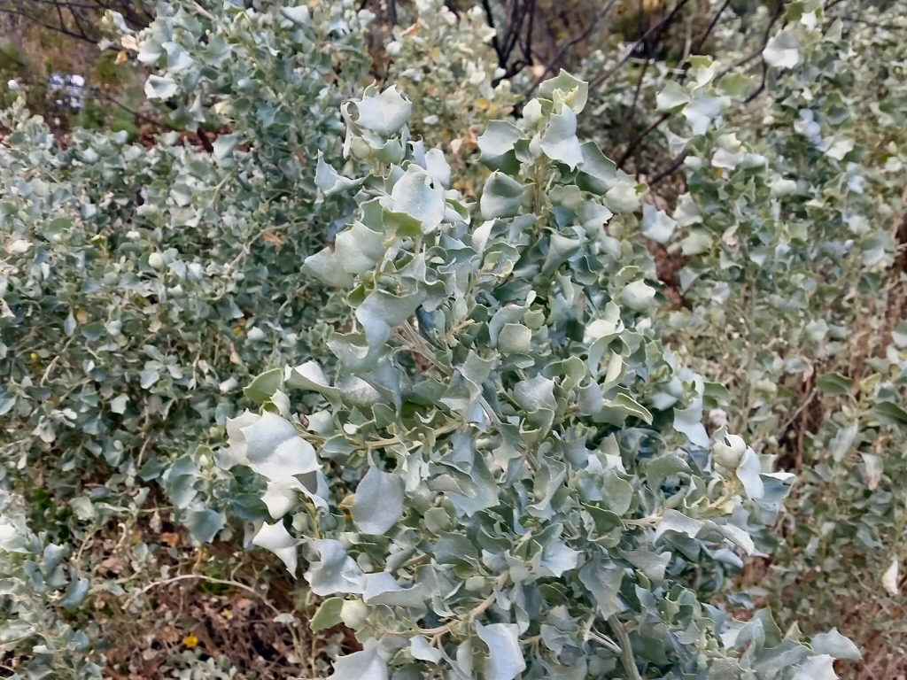Atriplex nummularia – Old Man Saltbush