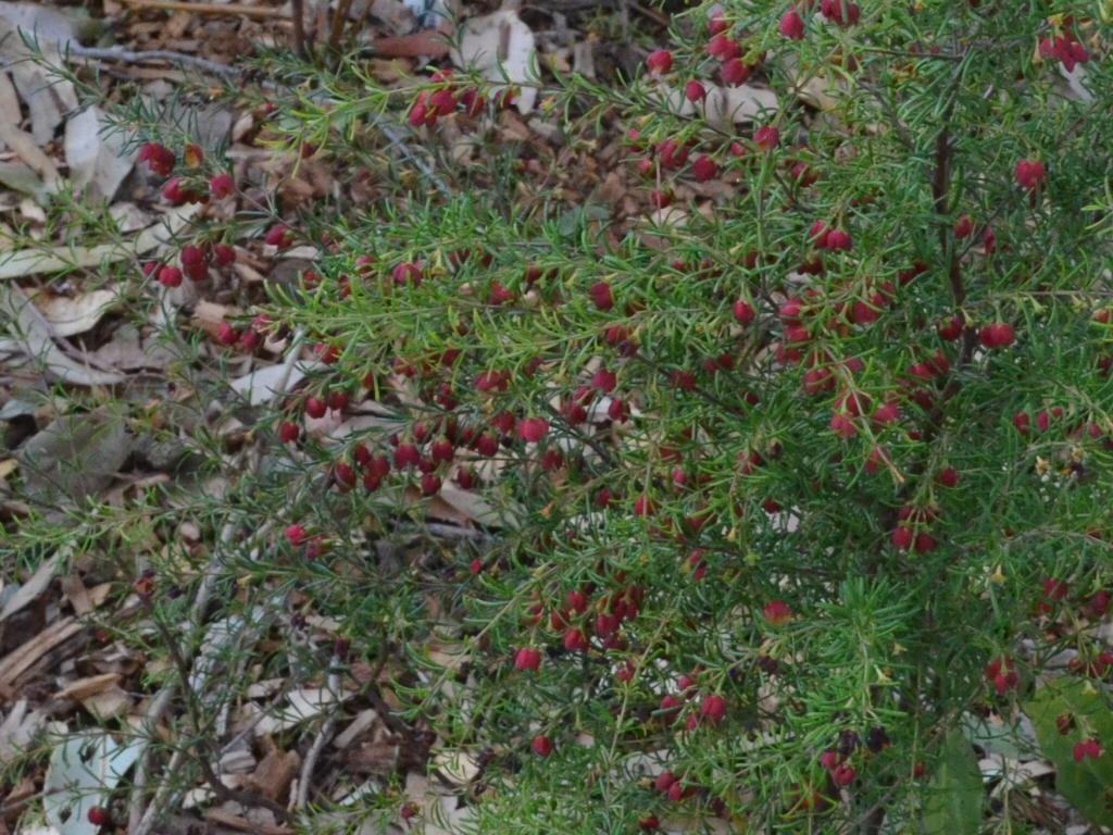 Boronia megastigma ‘Jack Maguire’s Red’