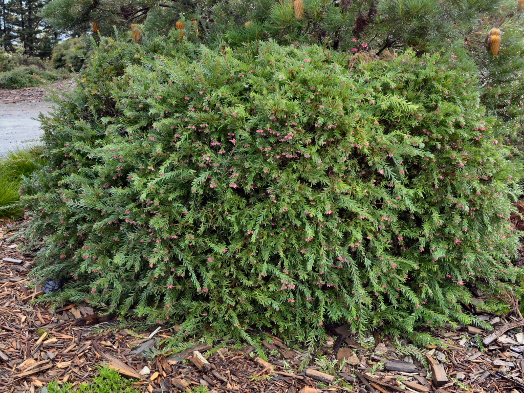 Grevillea ‘John Evans’