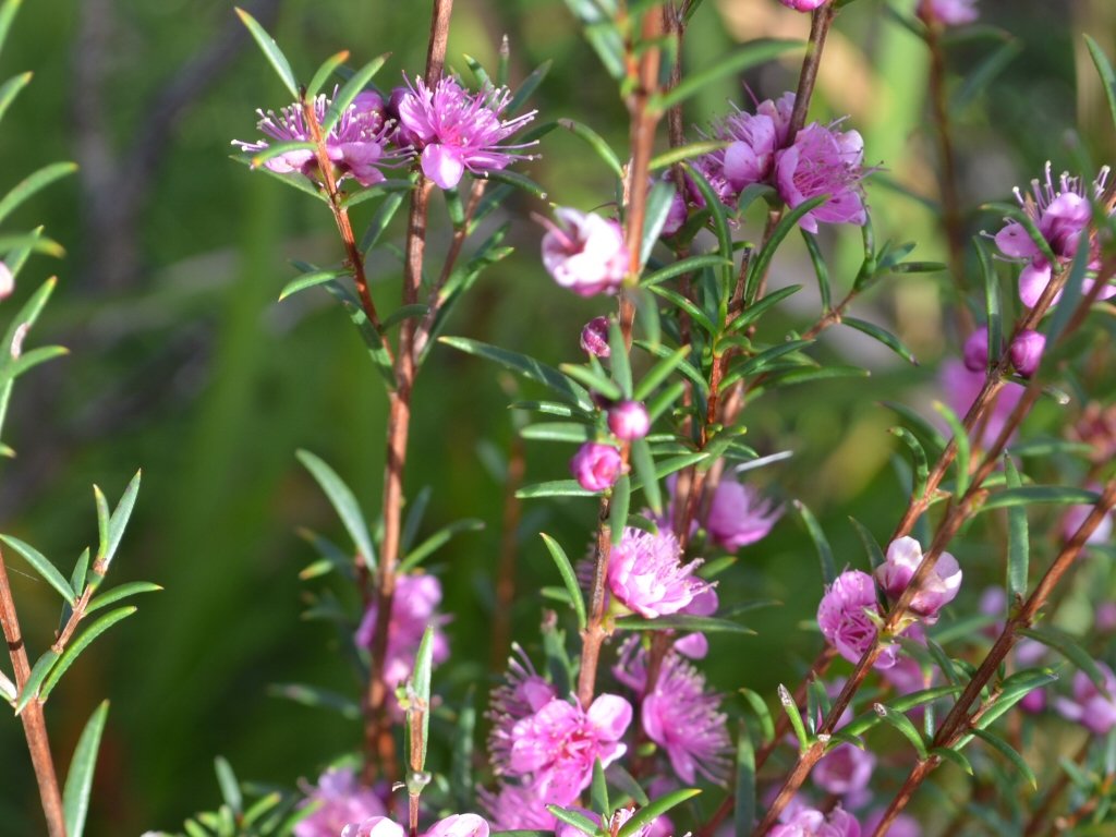Hypocalymma robustum – Swan River Myrtle