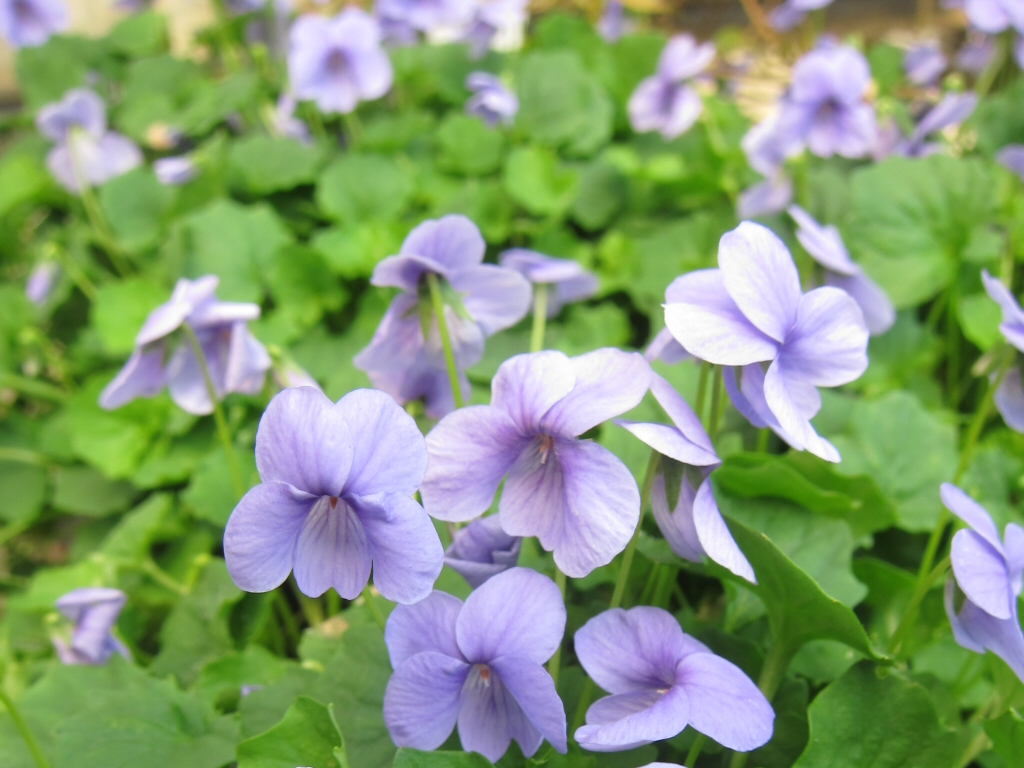 Viola hederacea ‘Monga Magic’ – Native Violet