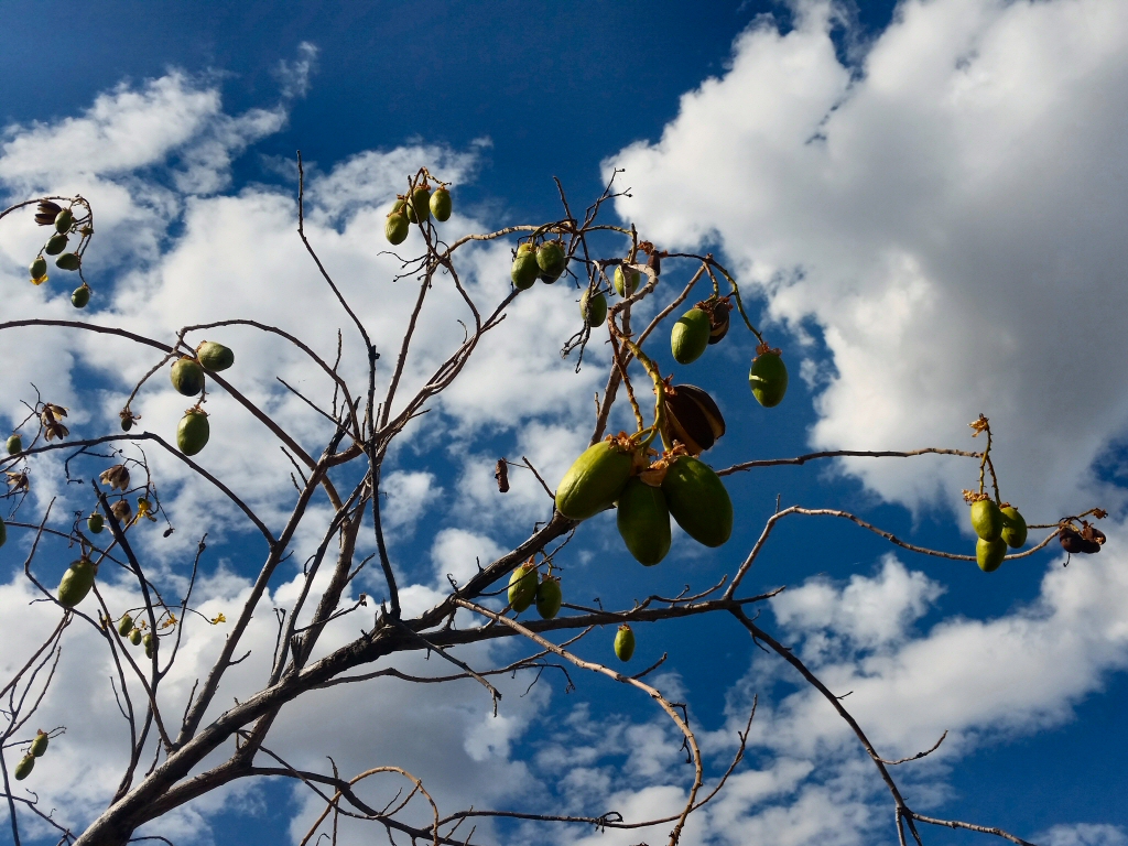 Cochlospermum fraseri – Kapok Tree