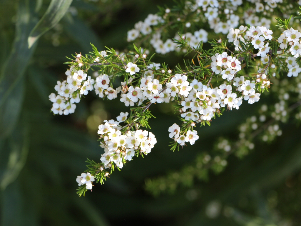 Kardomia odontocalyx – Heath Myrtle
