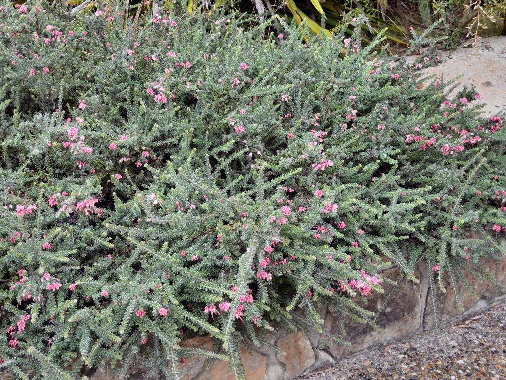 Grevillea lanigera – Woolly Grevillea