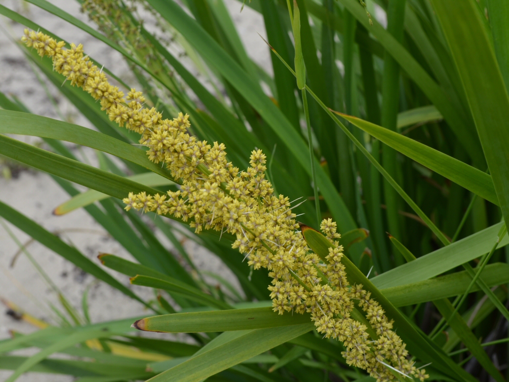 Lomandra longifolia – Mat Rush
