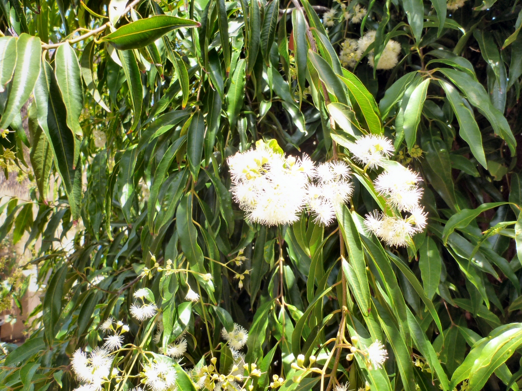 Waterhousea floribunda – Weeping Lilly Pilly