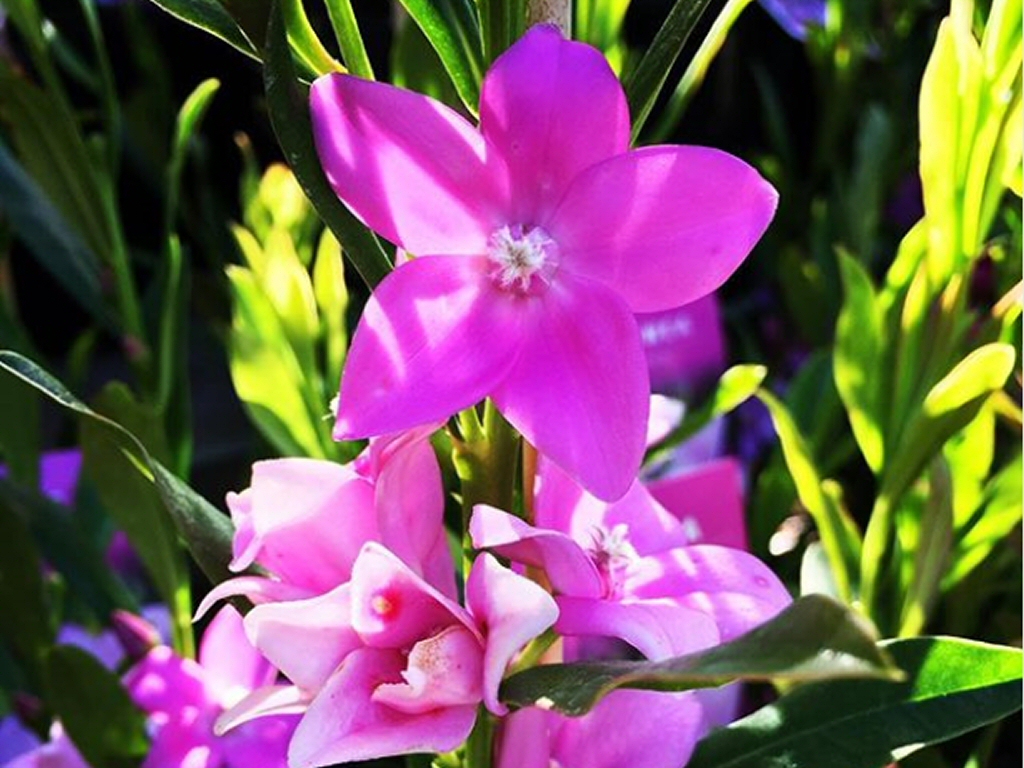 Crowea saligna ‘Large Flower’ – Waxflower