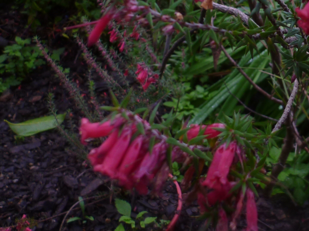 Epacris impressa ‘Bega’