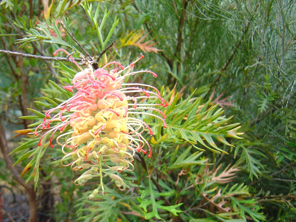 Grevillea ‘Loopy Lou’
