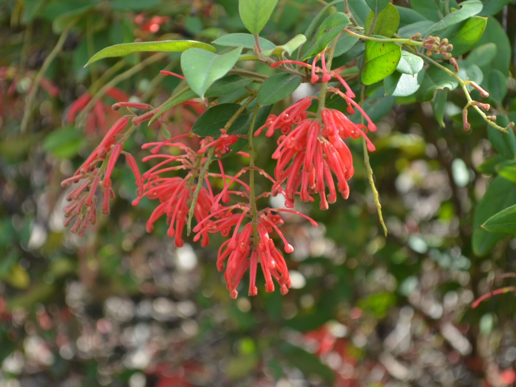 Grevillea rhyolitica ‘Deua Flame’