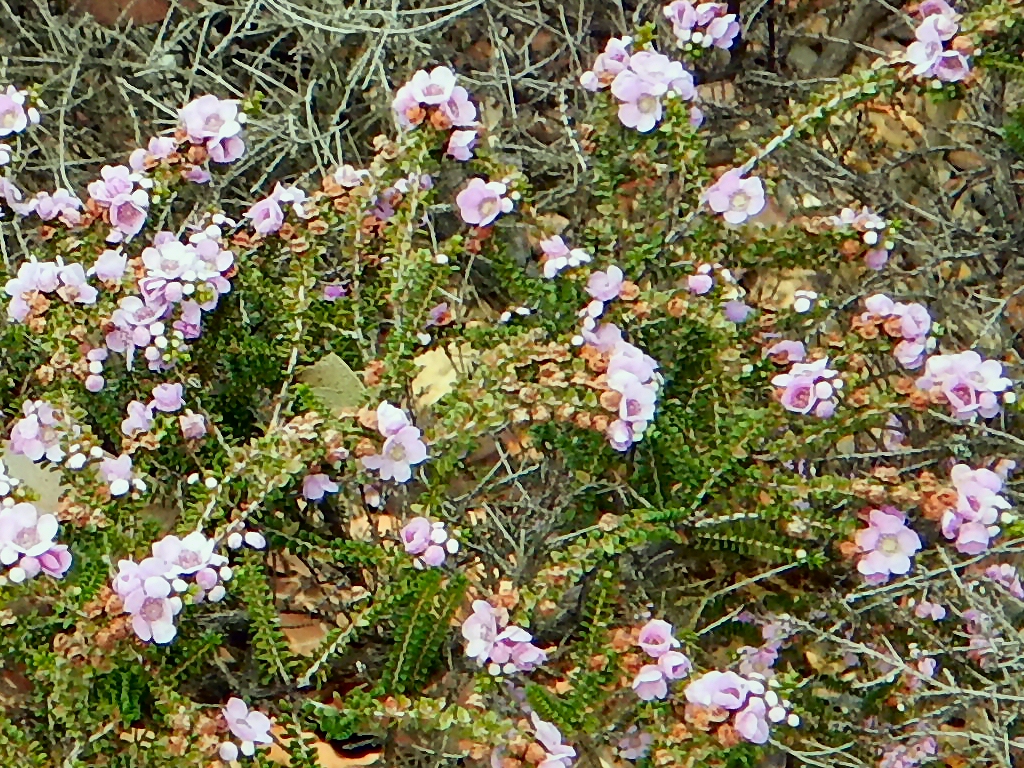 Thryptomene baeckeacea – Myrtle