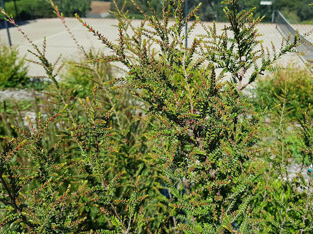 Thryptomene calycina – Heath Myrtle