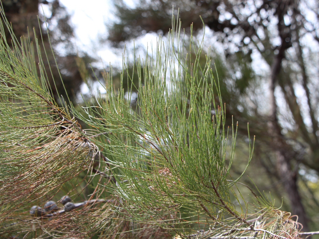 Allocasuarina inophloia – Stringybark She-oak