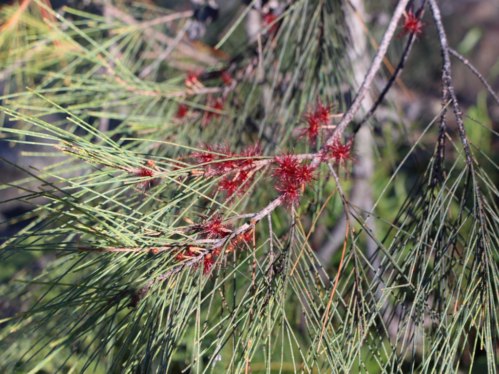 Allocasuarina littoralis – Black She-oak