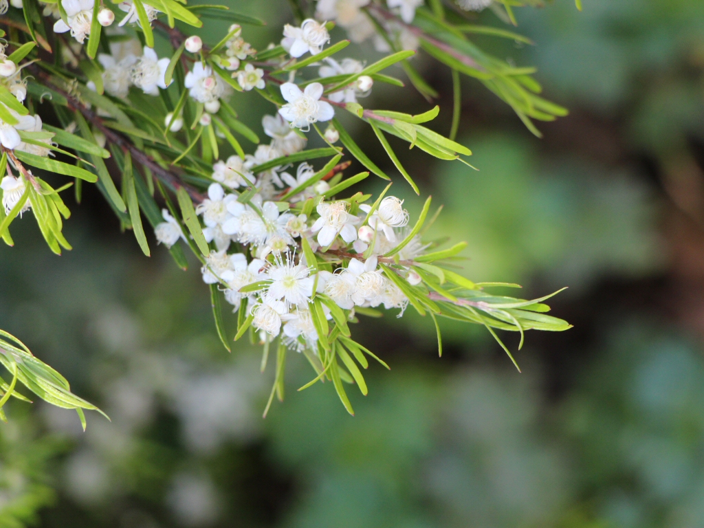 Austromyrtus tenuifolia – Midginberry