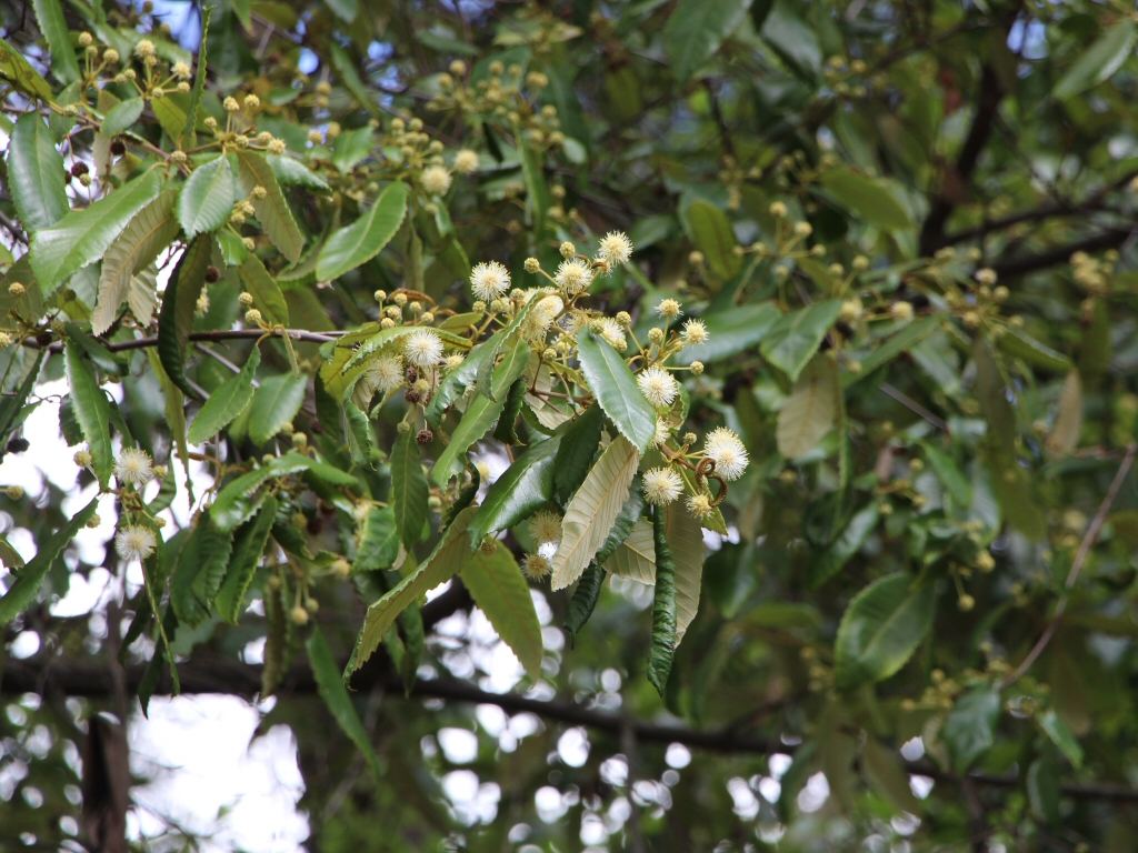 Callicoma serratifolia – Black Wattle