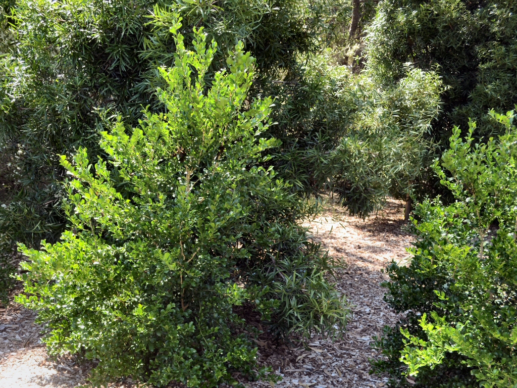 Citrus garrawayi – Mount White Lime