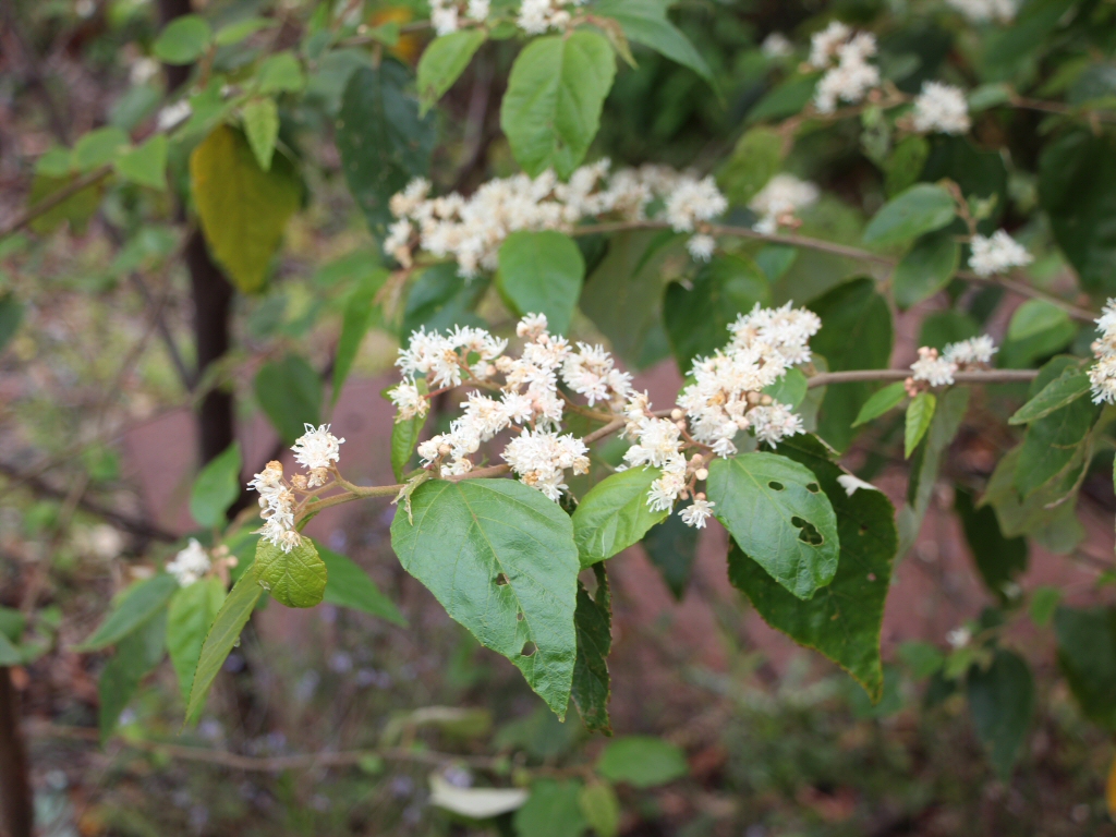 Commersonia fraseri – Brush Kurrajong