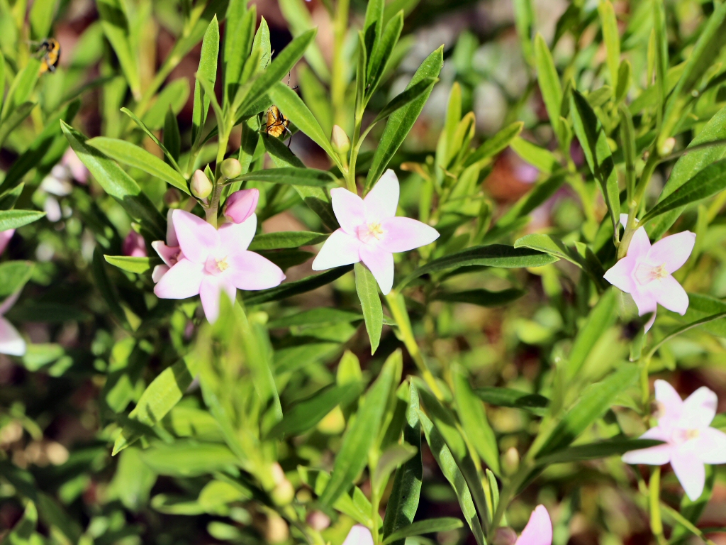 Crowea saligna ‘Rosy Glow’